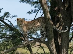 A leopard in a tree, Kenya.