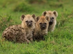 Trio of young hyena in Kenya.