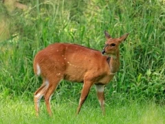 A female busknuk in Kenya.