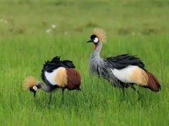 A pair of grey-crowned cranes in Kenya.