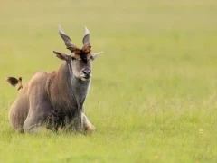 A resting eland in Kenya.