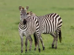 A pair of zebra in Kenya.