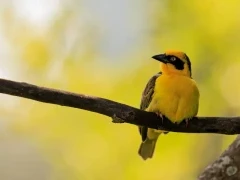 A baglafecht weaver on a branch, Kenya.