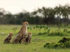 A cheetah family in Kenya.