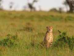 Cheetah in the morning sun, Kenya.