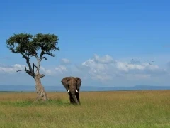 An elephant and mousebirds in Kenya.