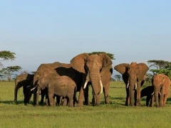 A herd of elephants in Kenya.
