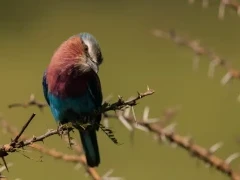 A lilac-breasted roller in Kenya.