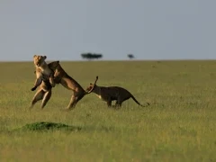 Lions playing, in Kenya.
