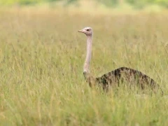 An ostrich in long grass, Kenya.