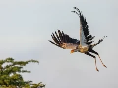 Secretary bird in flight, Kenya.