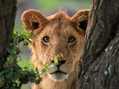 A young male lion in Kenya.