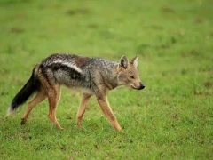 A side-striped jackal in Kenya.