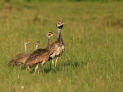 A group of white-bellied bustards in Kenya.