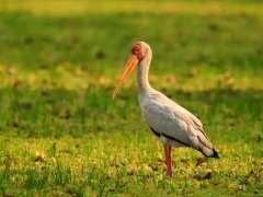 Yellow-billed stork in Kenya.
