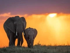 Elephant & baby in Kenya