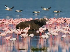 Buffalo and flamingos in Lake Nakuru National Park, Kenya