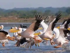 Pelicans in Lake Nakuru National Park, Kenya