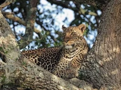 A leopard in Kenya.