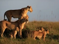 A pride of lions in Kenya.