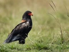 Bateleur eagle in Masai Mara, Kenya