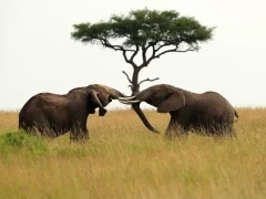 Two elephants in Kenya.