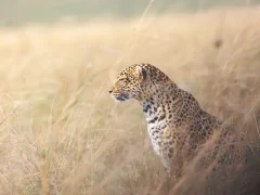 Leopard in Masai Mara, Kenya