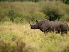 A rhino in Kenya.