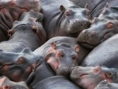 Hippo pod in Mara River, Kenya