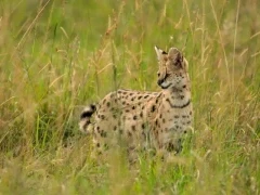 A serval amongst the grass, in Kenya.