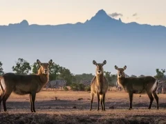 Waterbuck in Kenya