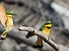 Two bee-eaters in Gorongosa National Park, Mozambique.