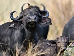 A herd of buffalo in Gorongosa National Park, Mozambique.