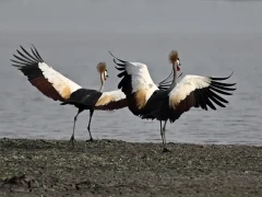 Cranes in Gorongosa National Park, Mozambique.