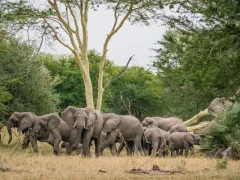 Herd of elephants in Gorongosa National Park, Mozambique.