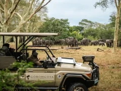 Guests on a game drive observing elephants, in Gorongosa National Park, Mozambique.
