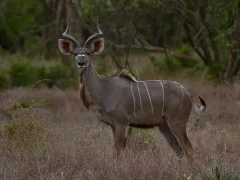 Kudu in Gorongosa National Park, Mozambique.