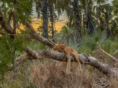 Lion in Gorongosa National Park, Mozambique.