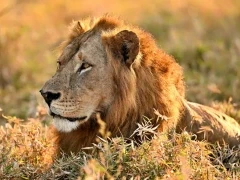Male lion in Gorongosa National Park, Mozambique.
