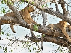 Lions in a tree, in Gorongosa National Park, Mozambique.