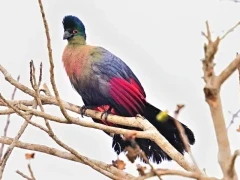 Turaco in a tree, in Gorongosa National Park, Mozambique.