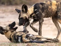 Wild dogs in Gorongosa National Park, Mozambique.
