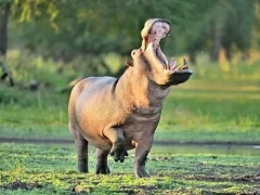 Hippo in Gorongosa National Park, Mozambique.
