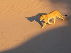 Desert lion in Namibia