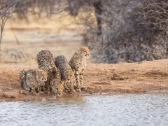 Cheetah in Namibia.