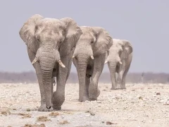 Elephant in Namibia.