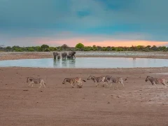 Waterhole in Etosha National Park, Namibia