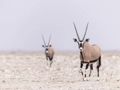 Oryx in Namibia.