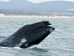 Southern right whale in South Africa
