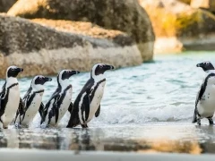 African penguin in South Africa